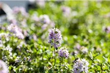 Thymus longicaulis ssp.odoratus 9 x 9 cm Topf 0,5 Liter 