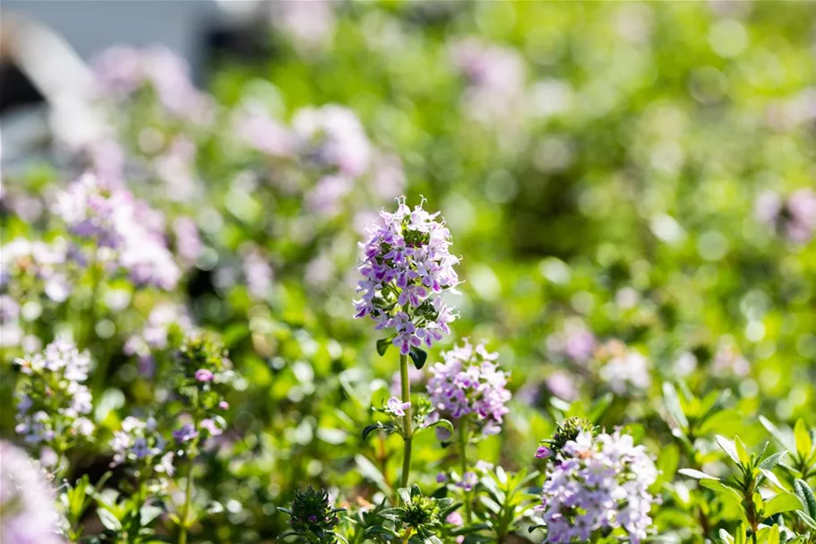 Thymus longicaulis ssp.odoratus 9 x 9 cm Topf 0,5 Liter 