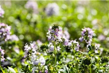 Thymus longicaulis ssp.odoratus 9 x 9 cm Topf 0,5 Liter 