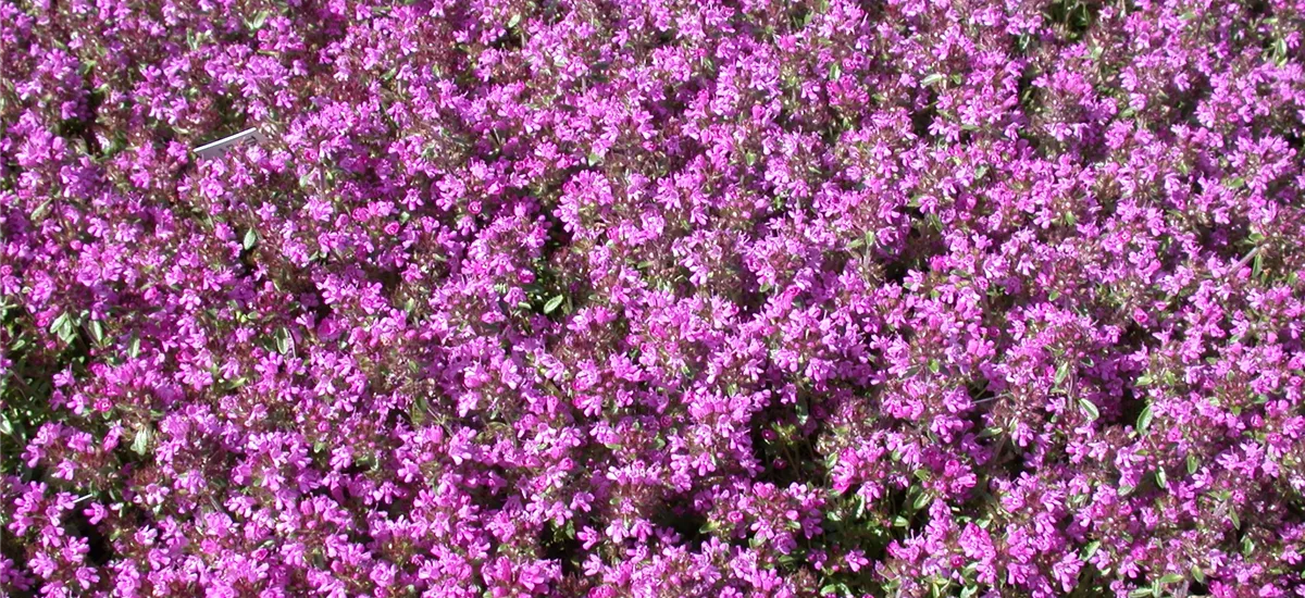 Thymus serpyllum 'Creeping Red' 9 x 9 cm Topf 0,5 Liter 