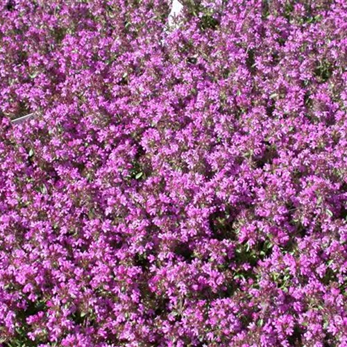 Thymus serpyllum 'Creeping Red'