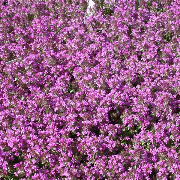 Thymus serpyllum 'Creeping Red'