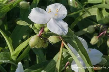 Tradescantia x anders.'Innocence' 9 x 9 cm Topf 0,5 Liter 