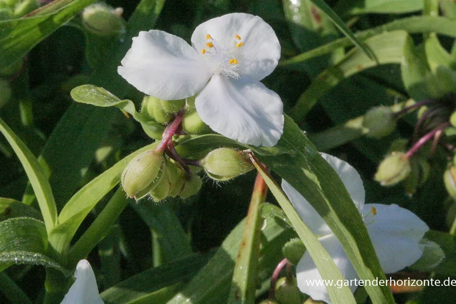 Tradescantia x anders.'Innocence' 9 x 9 cm Topf 0,5 Liter 