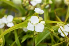 Tradescantia x anders.'Innocence' 9 x 9 cm Topf 0,5 Liter 