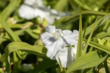 Tradescantia x anders.'Innocence' 9 x 9 cm Topf 0,5 Liter 