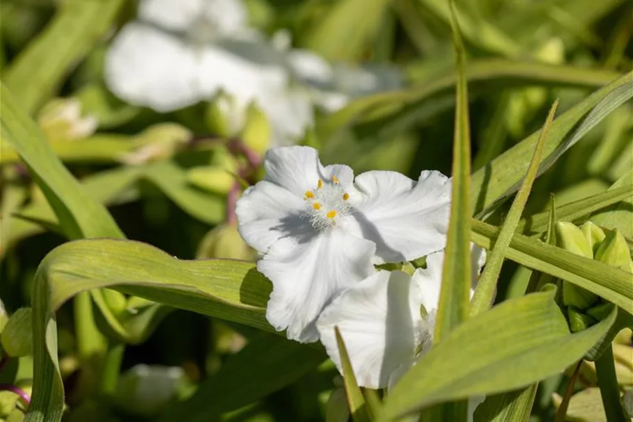 Tradescantia x anders.'Innocence' 9 x 9 cm Topf 0,5 Liter 