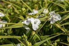 Tradescantia x anders.'Innocence' 9 x 9 cm Topf 0,5 Liter 