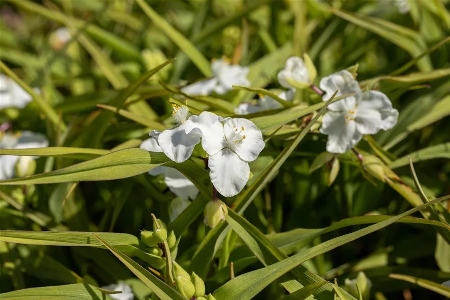 Tradescantia x anders.'Innocence' 9 x 9 cm Topf 0,5 Liter 