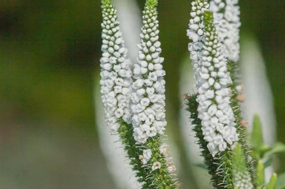 Veronica longifolia 'First Lady' 9 x 9 cm Topf 0,5 Liter 