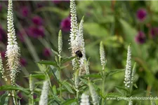 Veronica longifolia 'First Lady' 9 x 9 cm Topf 0,5 Liter 