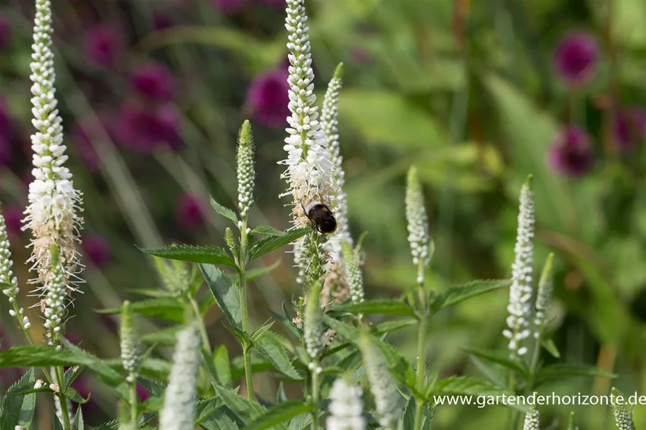 Veronica longifolia 'First Lady' 9 x 9 cm Topf 0,5 Liter 