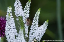 Veronica longifolia 'First Lady' 9 x 9 cm Topf 0,5 Liter 