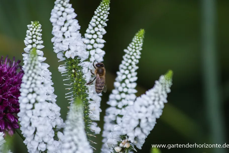 Veronica longifolia 'First Lady' 9 x 9 cm Topf 0,5 Liter 