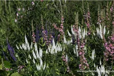 Veronica longifolia 'First Lady' 9 x 9 cm Topf 0,5 Liter 