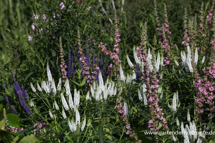 Veronica longifolia 'First Lady' 9 x 9 cm Topf 0,5 Liter 