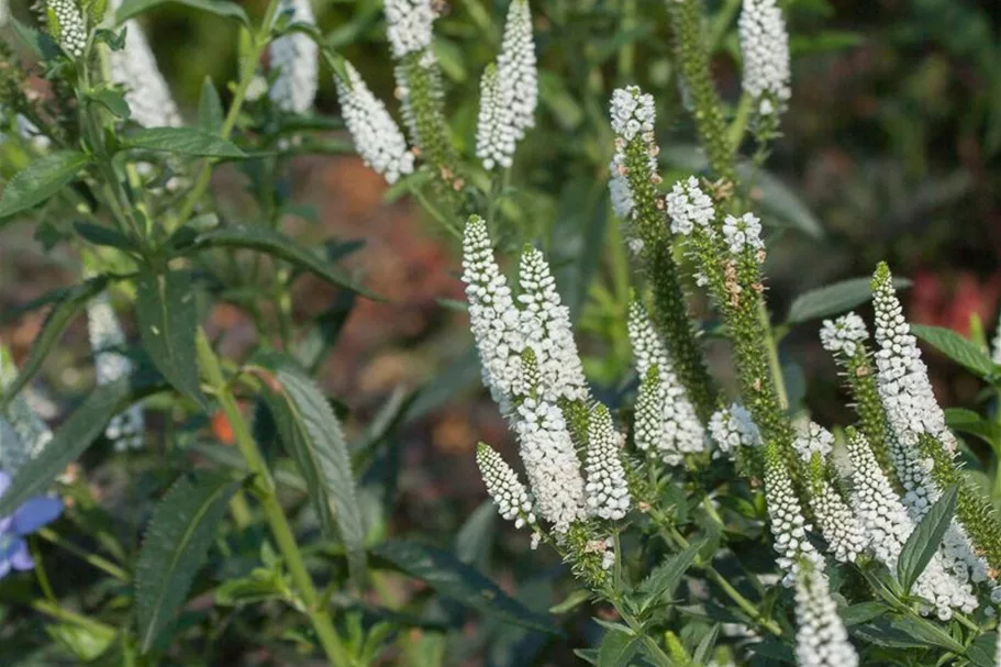 Veronica longifolia 'First Lady' 9 x 9 cm Topf 0,5 Liter 