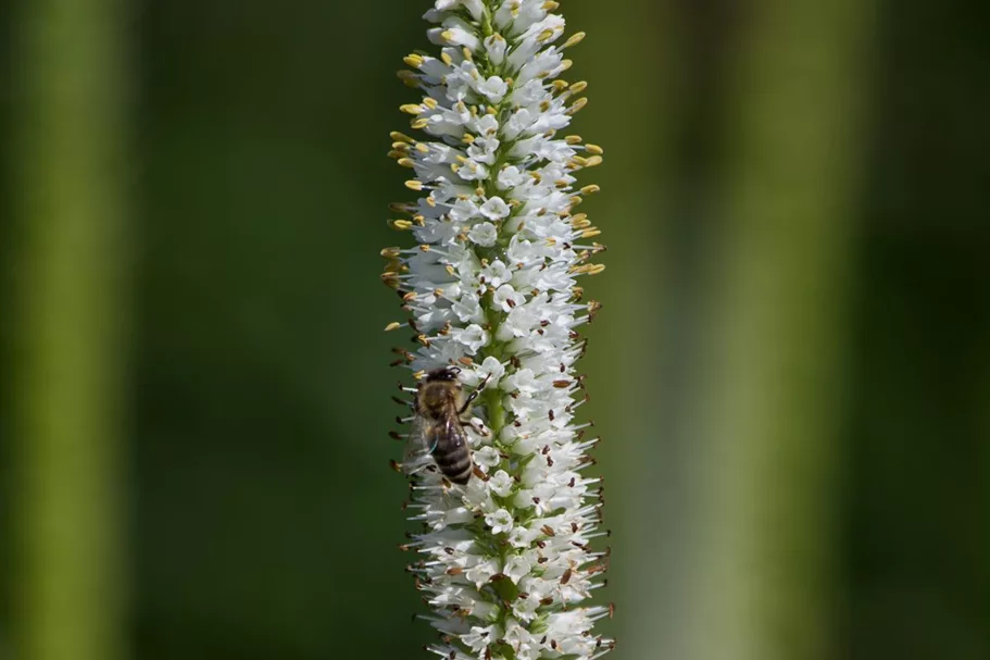 Veronicastrum virginicum 'Album' 9 x 9 cm Topf 0,5 Liter 