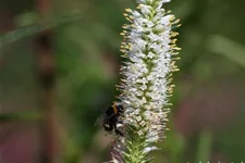 Veronicastrum virginicum 'Album' 9 x 9 cm Topf 0,5 Liter 