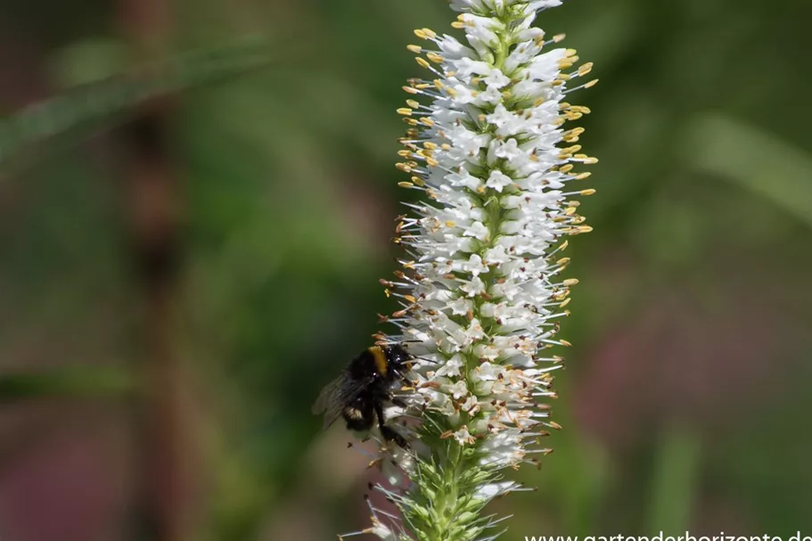 Veronicastrum virginicum 'Album' 9 x 9 cm Topf 0,5 Liter 