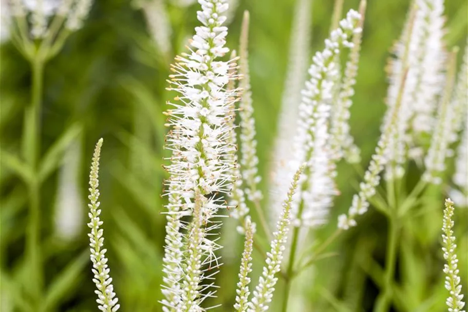 Veronicastrum virginicum 'Album' 9 x 9 cm Topf 0,5 Liter 