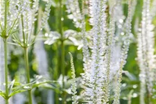 Veronicastrum virginicum 'Album' 9 x 9 cm Topf 0,5 Liter 