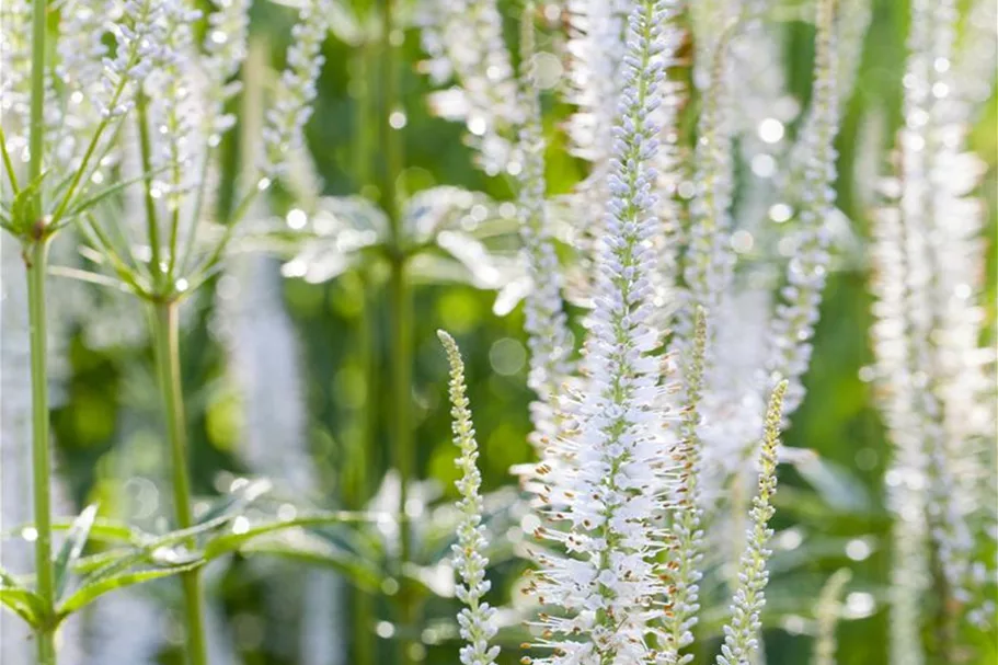 Veronicastrum virginicum 'Album' 9 x 9 cm Topf 0,5 Liter 