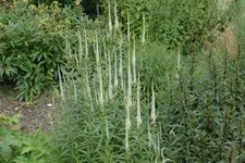 Veronicastrum virginicum 'Album' 9 x 9 cm Topf 0,5 Liter 