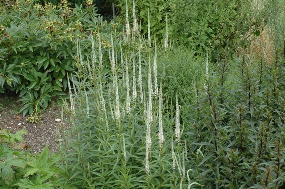 Veronicastrum virginicum 'Album' 9 x 9 cm Topf 0,5 Liter 