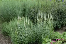 Veronicastrum virginicum 'Album' 9 x 9 cm Topf 0,5 Liter 