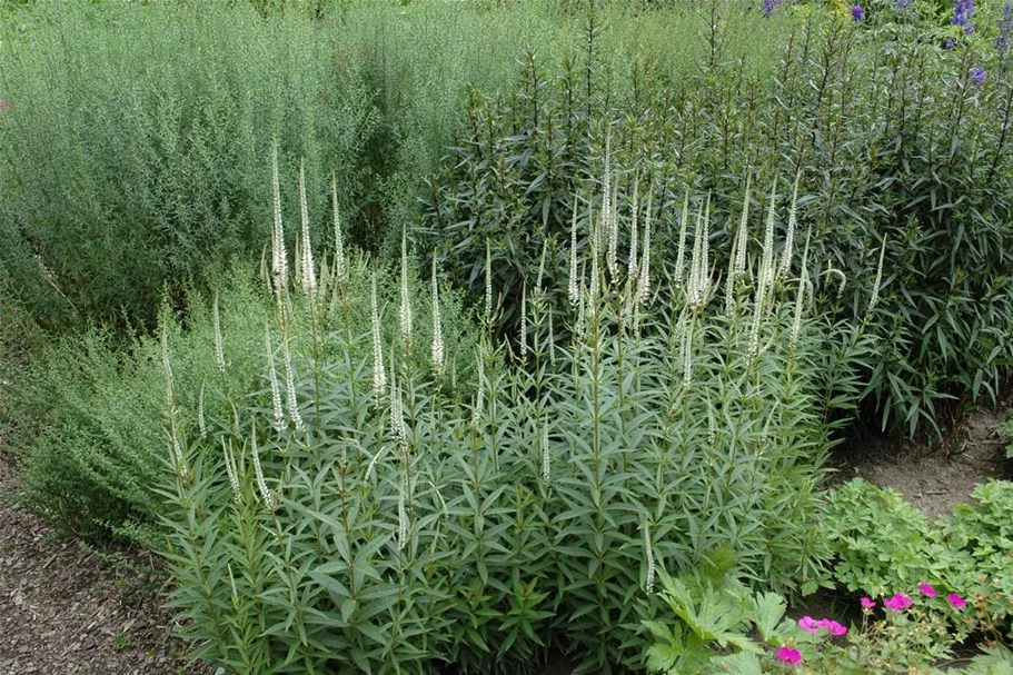 Veronicastrum virginicum 'Album' 9 x 9 cm Topf 0,5 Liter 