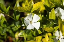 Vinca minor 'Gertrude Jekyll' 9 x 9 cm Topf 0,5 Liter 