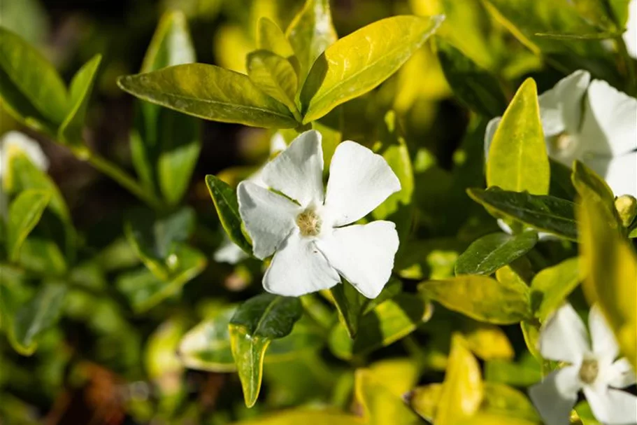 Vinca minor 'Gertrude Jekyll' 9 x 9 cm Topf 0,5 Liter 