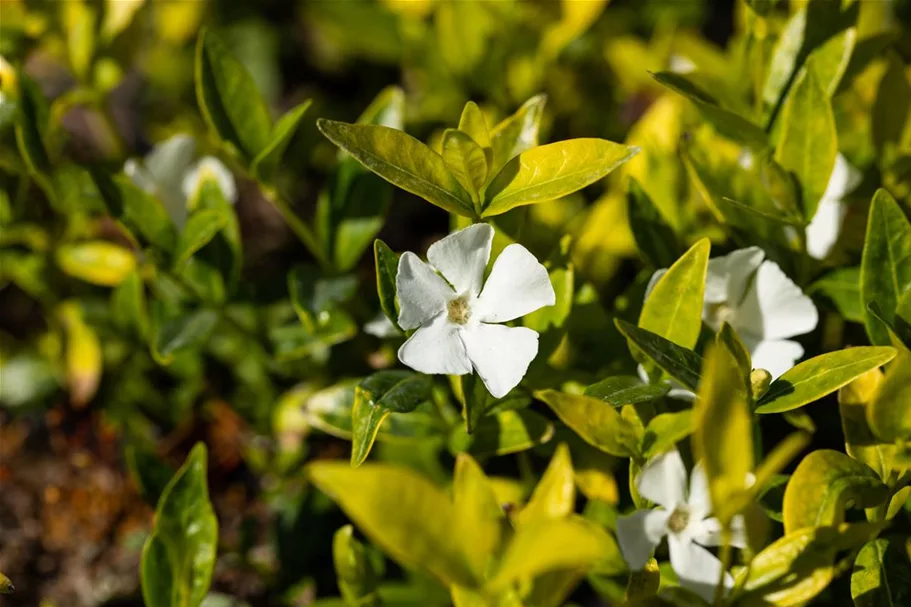 Vinca minor 'Gertrude Jekyll' 9 x 9 cm Topf 0,5 Liter 