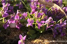 Viola odorata 'Rosea' 9 x 9 cm Topf 0,5 Liter 