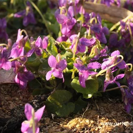 Viola odorata 'Rosea'