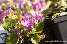 Viola odorata 'Rosea' 9 x 9 cm Topf 0,5 Liter 