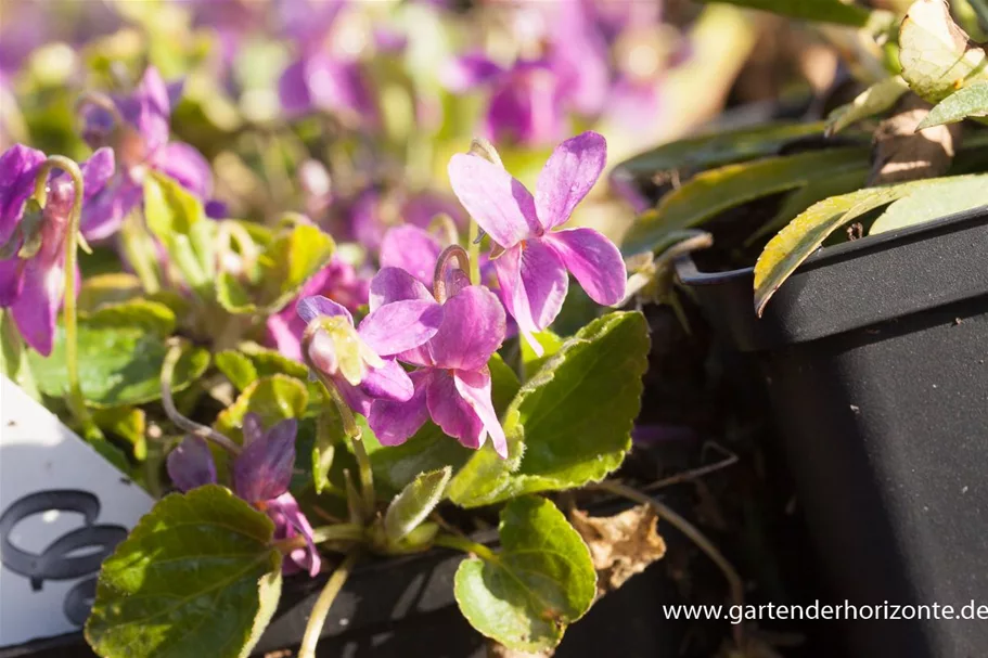 Viola odorata 'Rosea' 9 x 9 cm Topf 0,5 Liter 