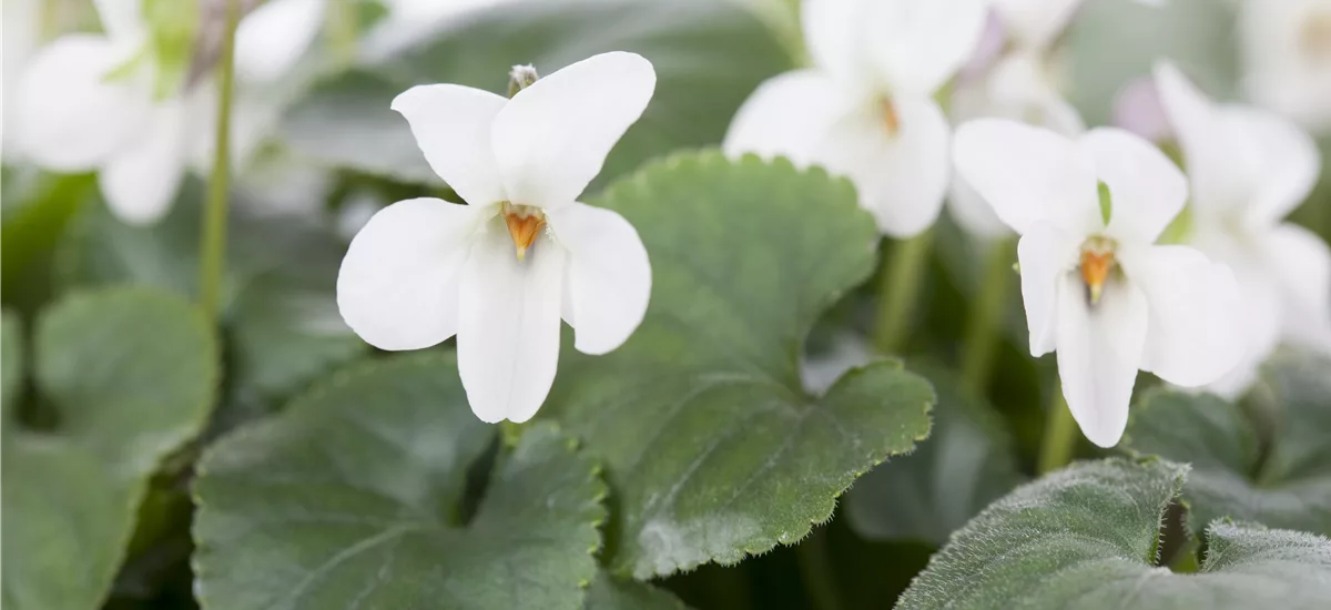 Viola odorata 'Royal Wedding' 9 x 9 cm Topf 0,5 Liter 