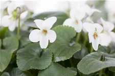 Viola odorata 'Rosea' 9 x 9 cm Topf 0,5 Liter 