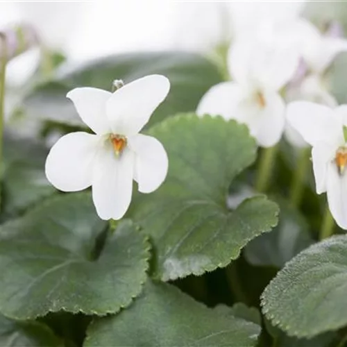 Viola odorata 'Royal Wedding'