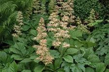 Rodgersia aesculifolia, gen. 1 Liter Topf 