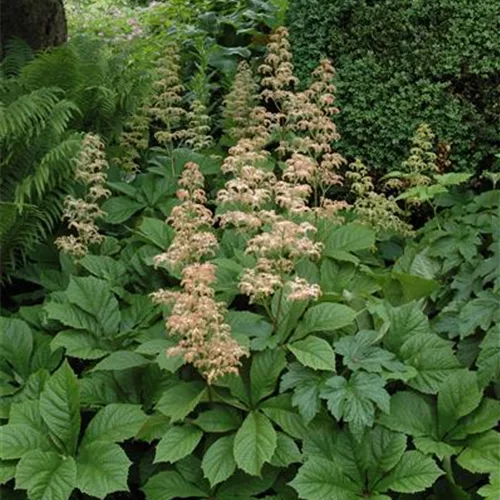 Rodgersia aesculifolia, gen.