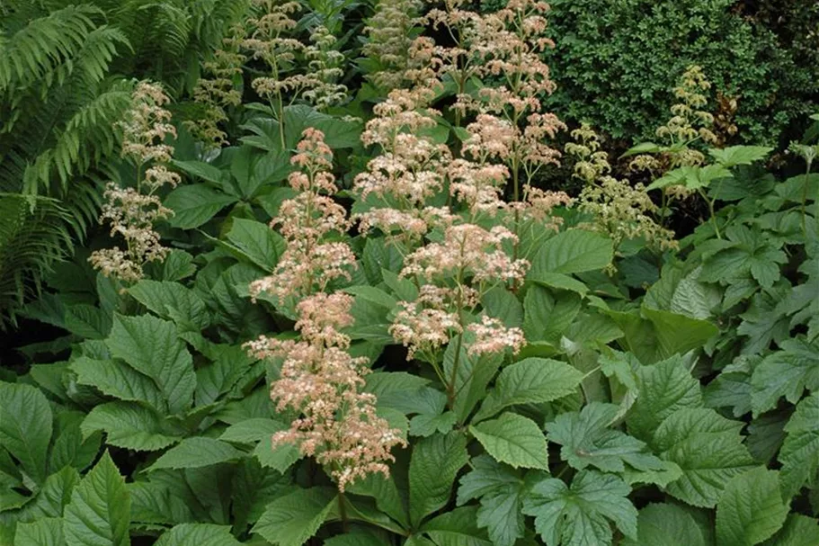 Rodgersia aesculifolia, gen. 1 Liter Topf 