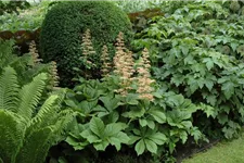 Rodgersia aesculifolia, gen. 1 Liter Topf 