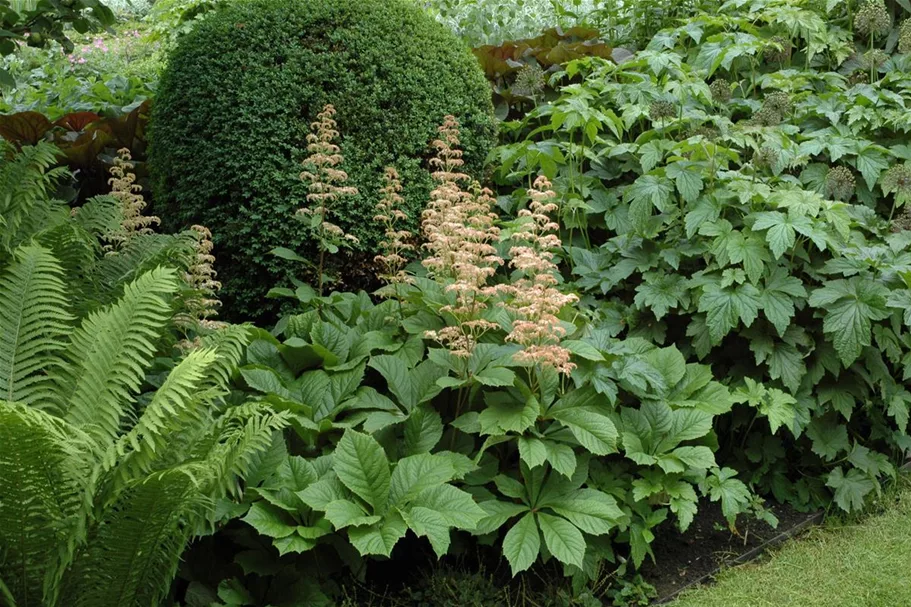 Rodgersia aesculifolia, gen. 1 Liter Topf 