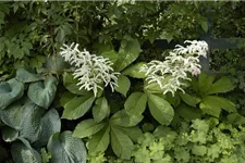 Rodgersia aesculifolia, gen. 1 Liter Topf 