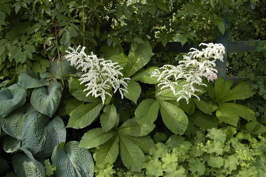 Rodgersia aesculifolia, gen. 1 Liter Topf 