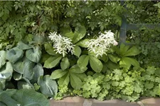 Rodgersia aesculifolia, gen. 1 Liter Topf 