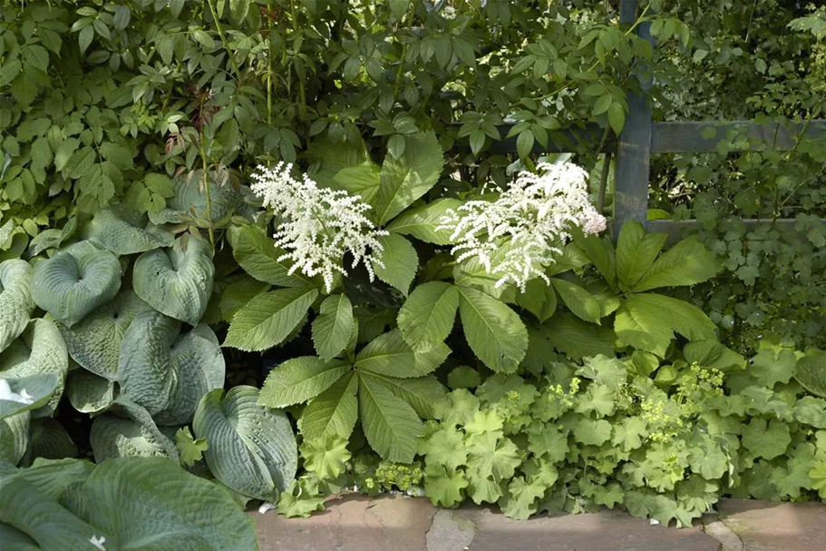 Rodgersia aesculifolia, gen. 1 Liter Topf 